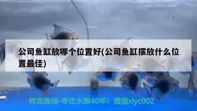 公司鱼缸放哪个位置好(公司鱼缸摆放什么位置最佳) 细线银板鱼苗