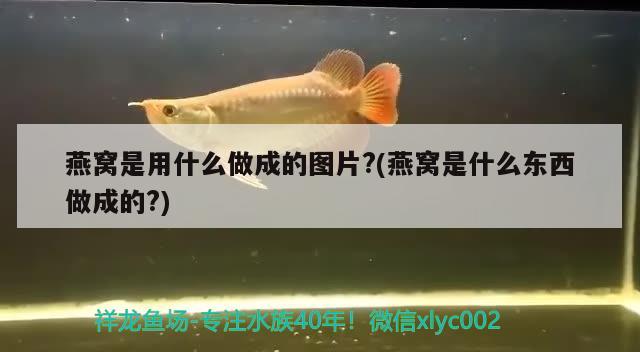 燕窝是用什么做成的图片?(燕窝是什么东西做成的?) 马来西亚燕窝