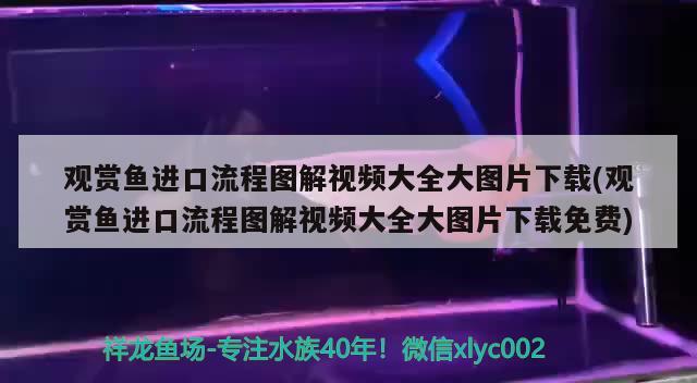 观赏鱼进口流程图解视频大全大图片下载(观赏鱼进口流程图解视频大全大图片下载免费)