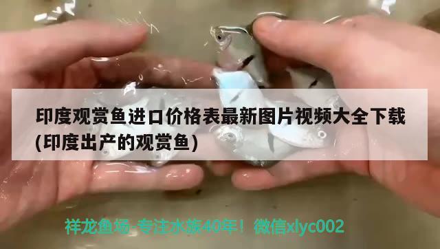 印度观赏鱼进口价格表最新图片视频大全下载(印度出产的观赏鱼)