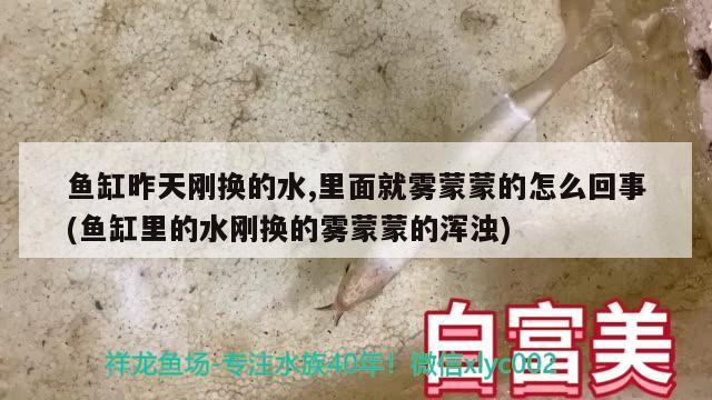 鱼缸昨天刚换的水,里面就雾蒙蒙的怎么回事(鱼缸里的水刚换的雾蒙蒙的浑浊) 帝王血钻鱼