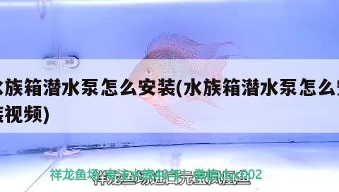 水族箱潜水泵怎么安装(水族箱潜水泵怎么安装视频) 鱼缸/水族箱