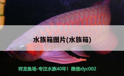 水族箱图片(水族箱) 鱼缸/水族箱