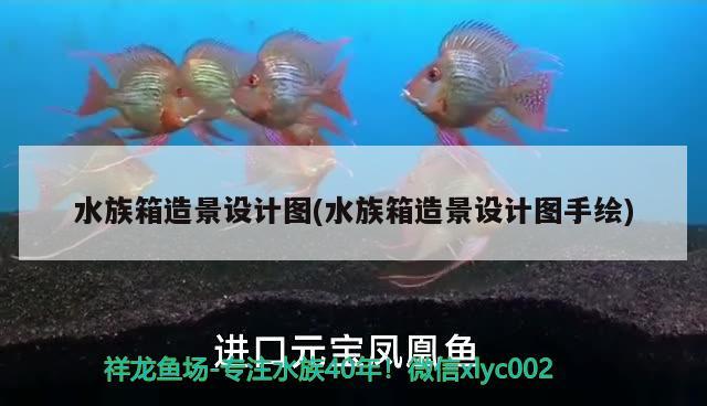 水族箱造景设计图(水族箱造景设计图手绘)