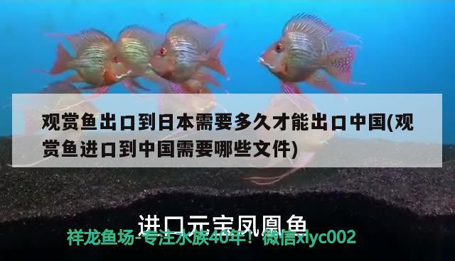 观赏鱼出口到日本需要多久才能出口中国(观赏鱼进口到中国需要哪些文件) 观赏鱼进出口