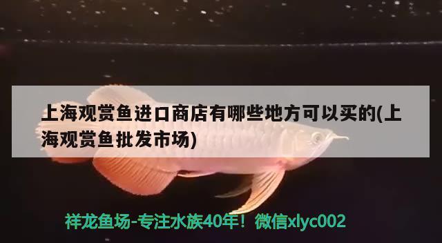 上海观赏鱼进口商店有哪些地方可以买的(上海观赏鱼批发市场) 观赏鱼进出口