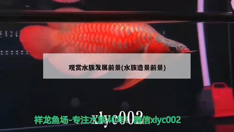 观赏水族发展前景(水族造景前景) 小型观赏鱼 第3张