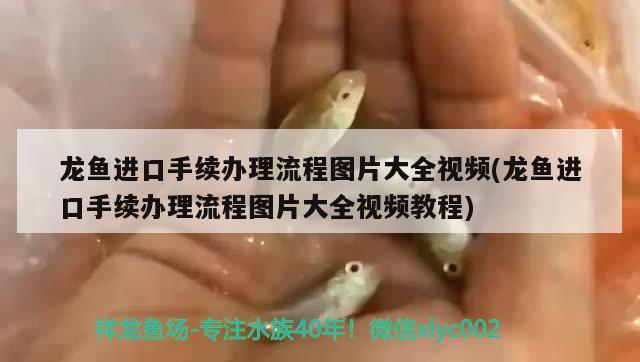 龙鱼进口手续办理流程图片大全视频(龙鱼进口手续办理流程图片大全视频教程) 观赏鱼进出口