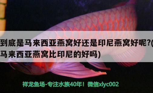 到底是马来西亚燕窝好还是印尼燕窝好呢?(马来西亚燕窝比印尼的好吗)