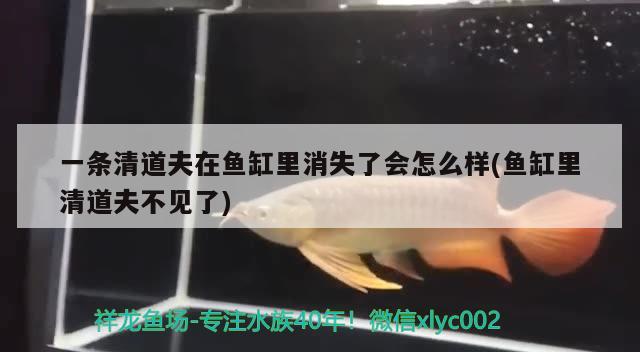 一条清道夫在鱼缸里消失了会怎么样(鱼缸里清道夫不见了) 赤荔凤冠鱼