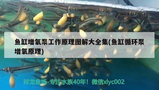 鱼缸增氧泵工作原理图解大全集(鱼缸循环泵增氧原理) 水族世界