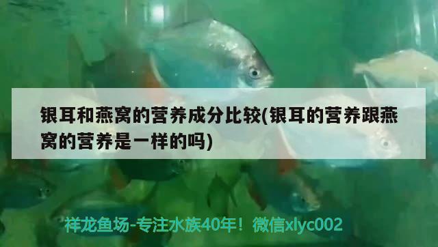 银耳和燕窝的营养成分比较(银耳的营养跟燕窝的营养是一样的吗) 马来西亚燕窝