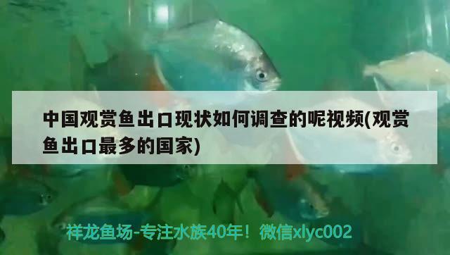 中国观赏鱼出口现状如何调查的呢视频(观赏鱼出口最多的国家) 观赏鱼进出口