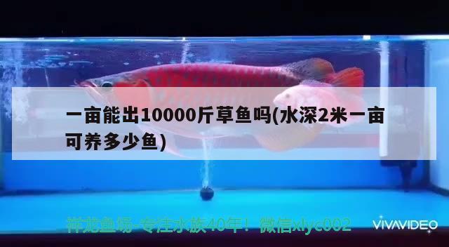 一亩能出10000斤草鱼吗(水深2米一亩可养多少鱼) 申古银版鱼