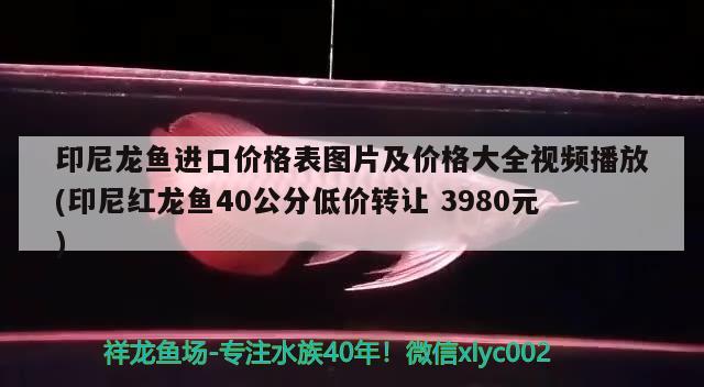 印尼龙鱼进口价格表图片及价格大全视频播放(印尼红龙鱼40公分低价转让3980元) 印尼红龙鱼