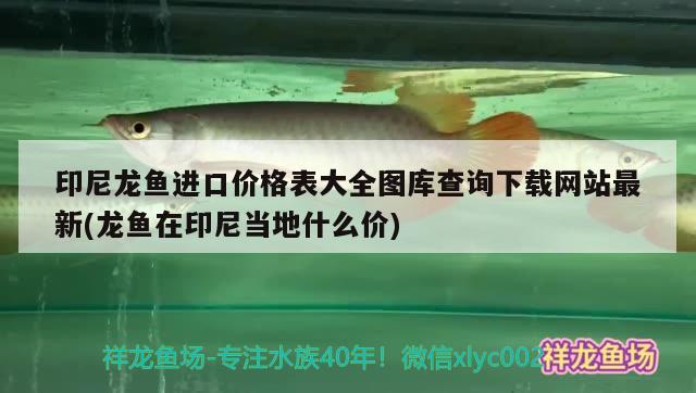 印尼龙鱼进口价格表大全图库查询下载网站最新(龙鱼在印尼当地什么价) 观赏鱼进出口