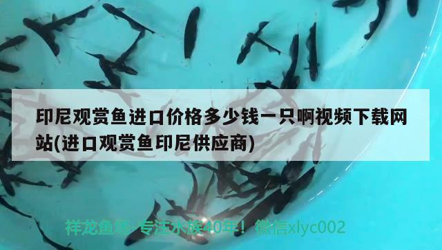 印尼观赏鱼进口价格多少钱一只啊视频下载网站(进口观赏鱼印尼供应商)