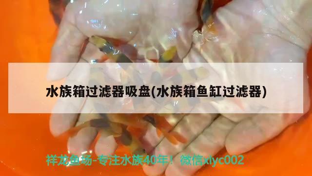 水族箱过滤器吸盘(水族箱鱼缸过滤器) 鱼缸/水族箱