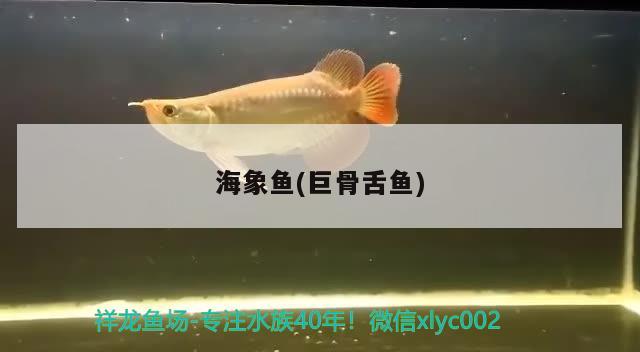 海象鱼(巨骨舌鱼) 海象鱼