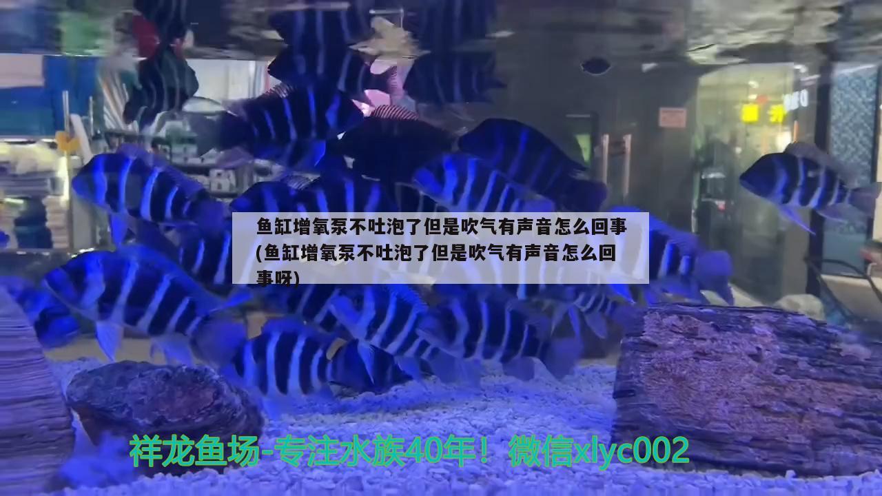 鱼缸增氧泵不吐泡了但是吹气有声音怎么回事(鱼缸增氧泵不吐泡了但是吹气有声音怎么回事呀) 圣菲埃及鱼