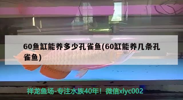 60鱼缸能养多少孔雀鱼(60缸能养几条孔雀鱼) iwish爱唯希品牌鱼缸