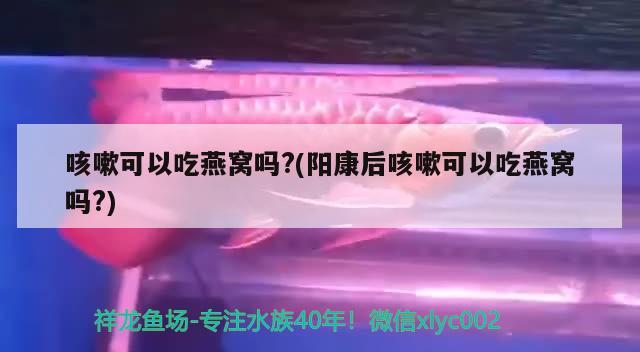 咳嗽可以吃燕窝吗?(阳康后咳嗽可以吃燕窝吗?)