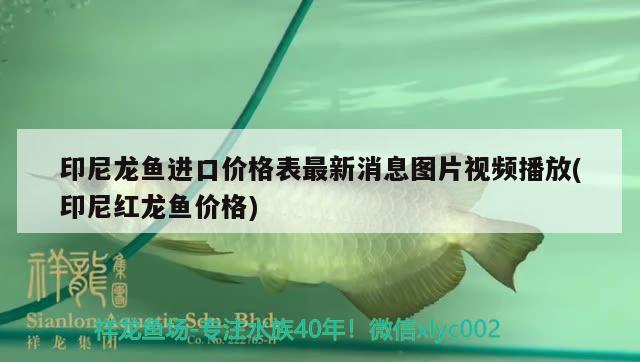 印尼龙鱼进口价格表最新消息图片视频播放(印尼红龙鱼价格) 印尼红龙鱼