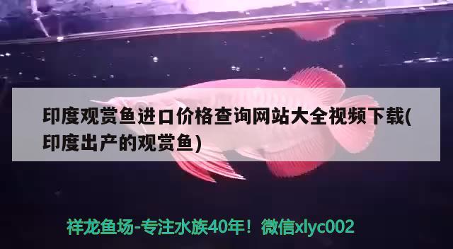 印度观赏鱼进口价格查询网站大全视频下载(印度出产的观赏鱼)