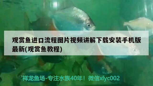 观赏鱼进口流程图片视频讲解下载安装手机版最新(观赏鱼教程)