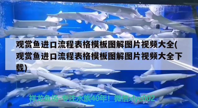 观赏鱼进口流程表格模板图解图片视频大全(观赏鱼进口流程表格模板图解图片视频大全下载)