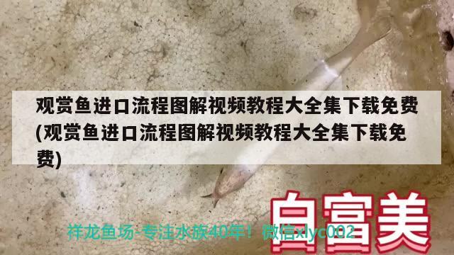 观赏鱼进口流程图解视频教程大全集下载免费(观赏鱼进口流程图解视频教程大全集下载免费) 观赏鱼进出口