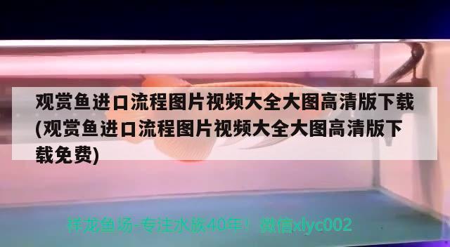 观赏鱼进口流程图片视频大全大图高清版下载(观赏鱼进口流程图片视频大全大图高清版下载免费)