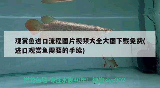 观赏鱼进口流程图片视频大全大图下载免费(进口观赏鱼需要的手续)