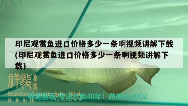 印尼观赏鱼进口价格多少一条啊视频讲解下载(印尼观赏鱼进口价格多少一条啊视频讲解下载)