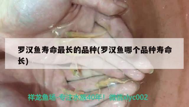 罗汉鱼寿命最长的品种(罗汉鱼哪个品种寿命长)