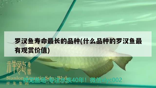 罗汉鱼寿命最长的品种(什么品种的罗汉鱼最有观赏价值) 罗汉鱼