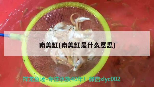 南美缸(南美缸是什么意思) 黄鳍鲳鱼