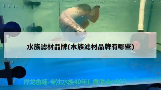 水族滤材品牌(水族滤材品牌有哪些) 黑桃A鱼