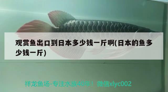 观赏鱼出口到日本多少钱一斤啊(日本的鱼多少钱一斤) 观赏鱼进出口