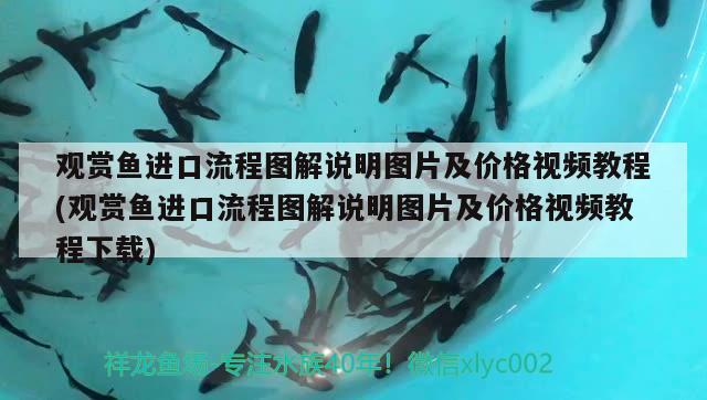 观赏鱼进口流程图解说明图片及价格视频教程(观赏鱼进口流程图解说明图片及价格视频教程下载) 观赏鱼进出口