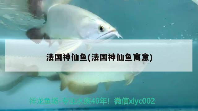 法国神仙鱼(法国神仙鱼寓意) 水族杂谈