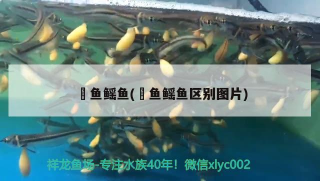 魟鱼鳐鱼(魟鱼鳐鱼区别图片) 水族杂谈