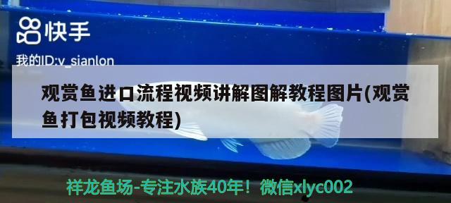 观赏鱼进口流程视频讲解图解教程图片(观赏鱼打包视频教程)