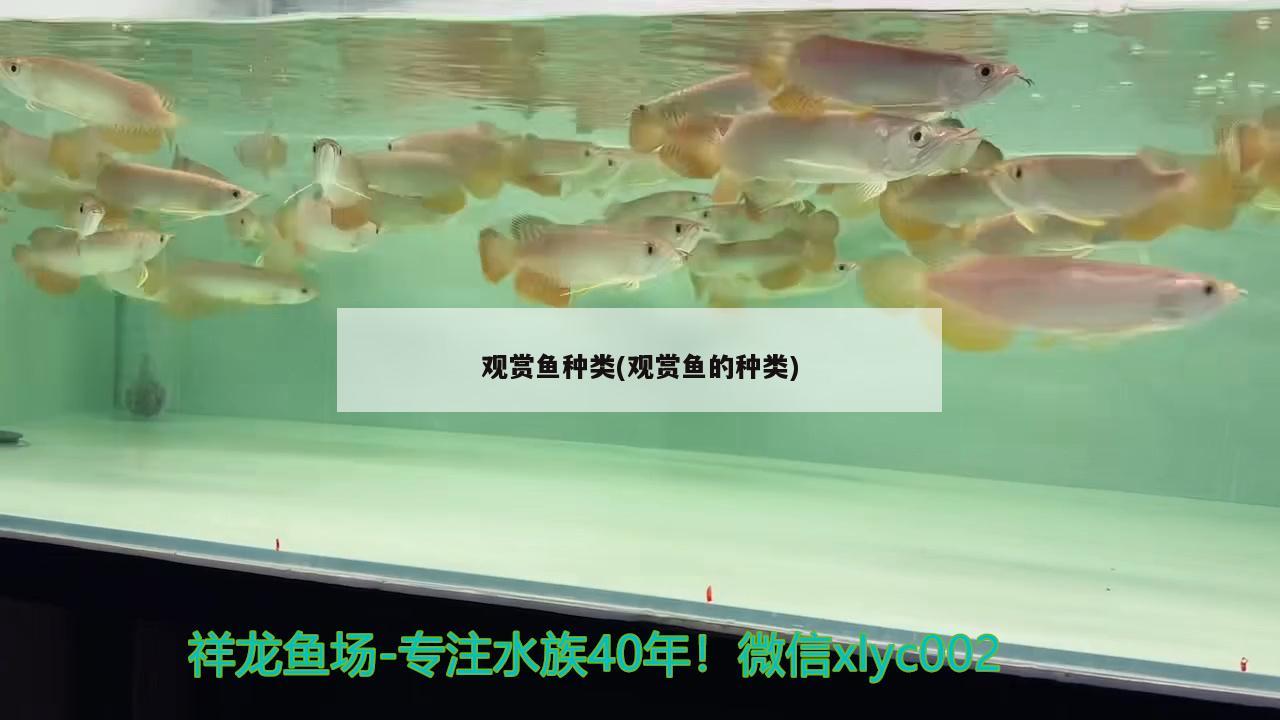 观赏鱼种类(观赏鱼的种类)