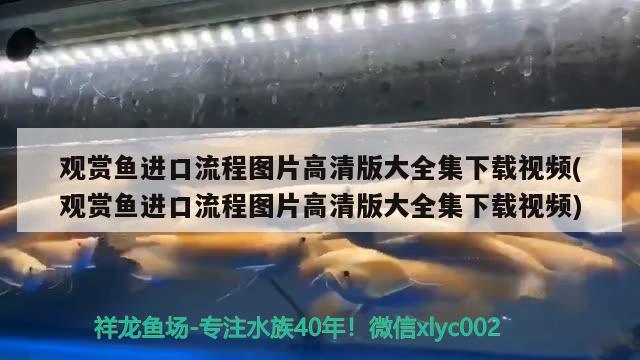 观赏鱼进口流程图片高清版大全集下载视频(观赏鱼进口流程图片高清版大全集下载视频) 观赏鱼进出口