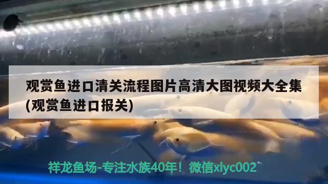 观赏鱼进口清关流程图片高清大图视频大全集(观赏鱼进口报关) 观赏鱼进出口