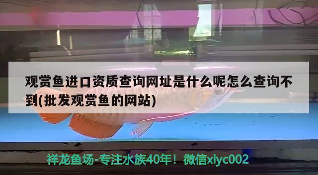 观赏鱼进口资质查询网址是什么呢怎么查询不到(批发观赏鱼的网站) 观赏鱼进出口