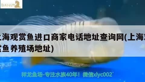 上海观赏鱼进口商家电话地址查询网(上海观赏鱼养殖场地址) 观赏鱼进出口