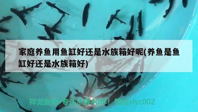 家庭养鱼用鱼缸好还是水族箱好呢(养鱼是鱼缸好还是水族箱好)