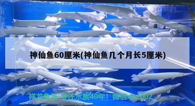 神仙鱼60厘米(神仙鱼几个月长5厘米)